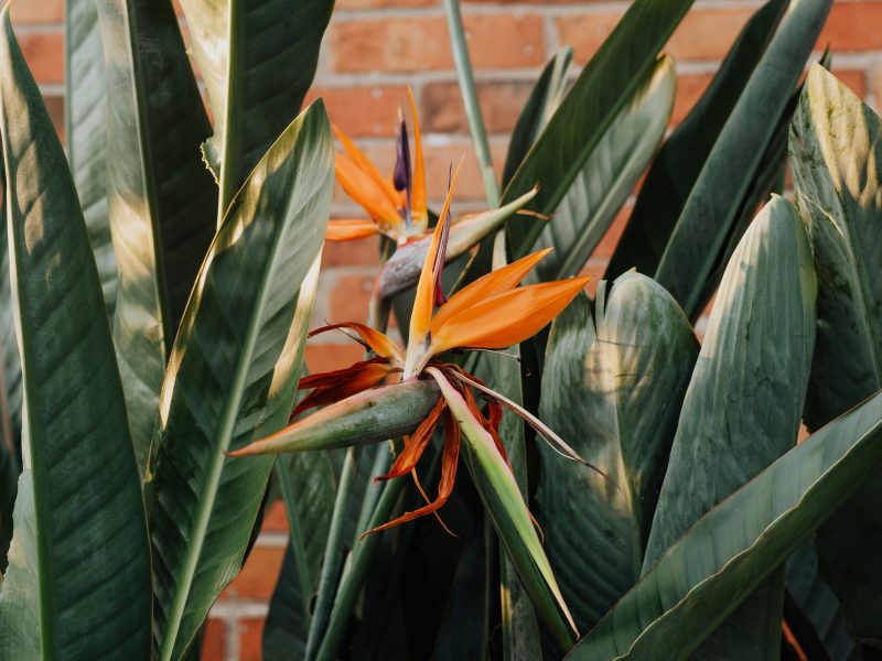 Flowering Bird of Paradise