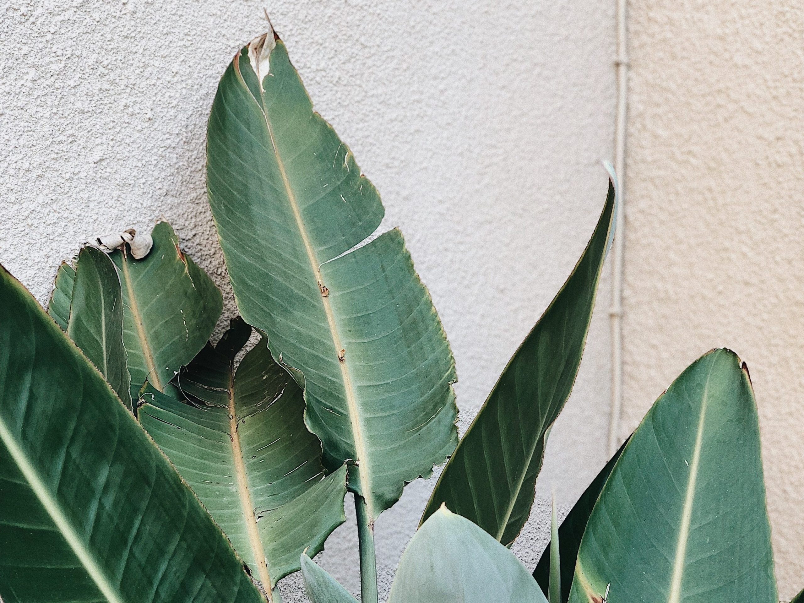 Bird of Paradise Leaves