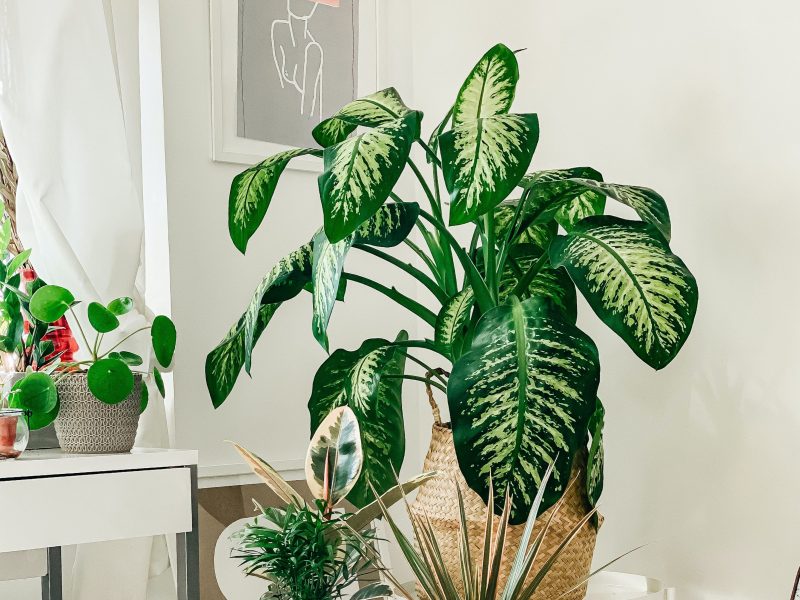 Large dumb cane plant lifestyle photo