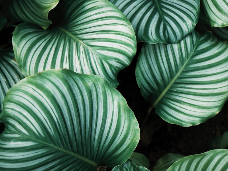 Calathea Orbifolia Leaves