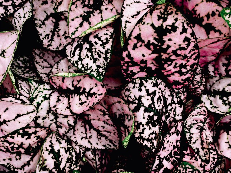 Pink Polka Dot Plant Leaves