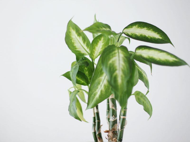 Young Dieffenbachia Plant on white background