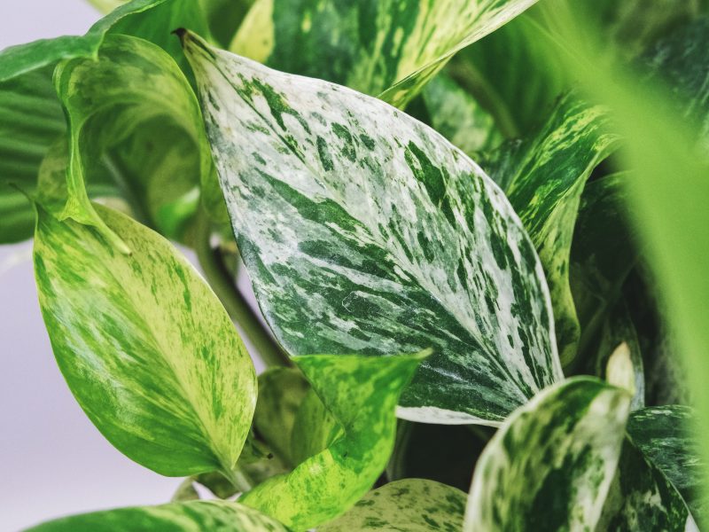 Healthy Marble Queen Pothos Leaves