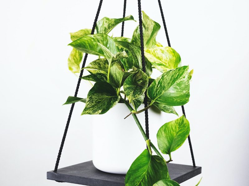 Hanging Marble Queen Pothos