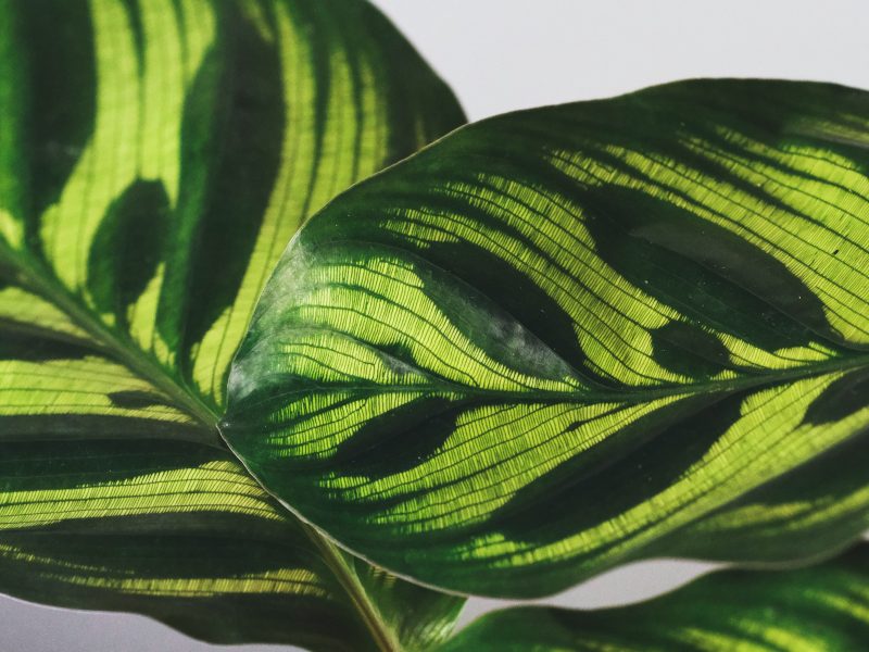 Rattlesnake Plant Leaves