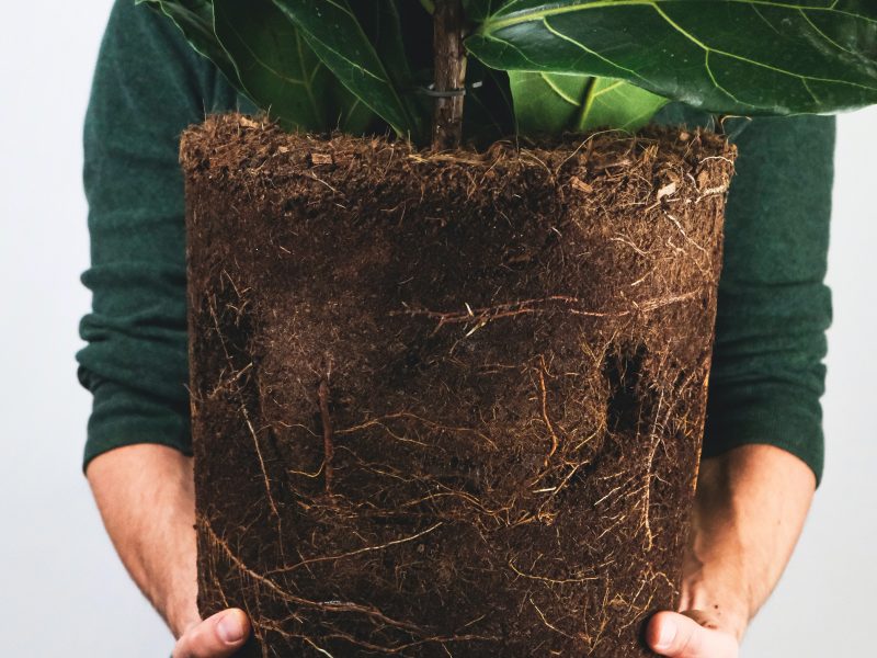 Repotting a fiddle leaf fig tree