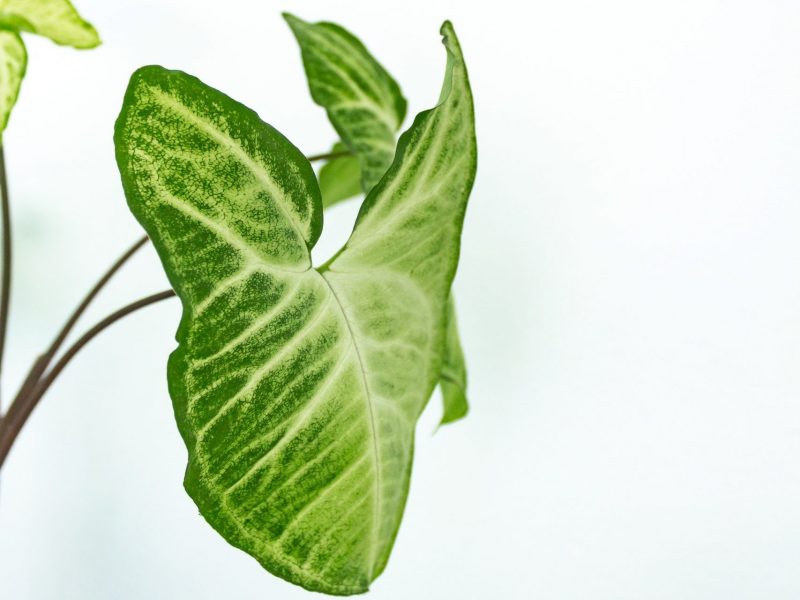 Arrowhead Plant