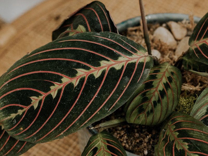 Prayer Plant