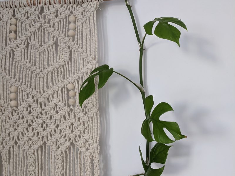 Mini Monstera Climbing