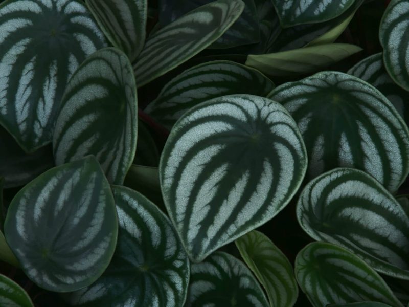 Watermelon Peperomia