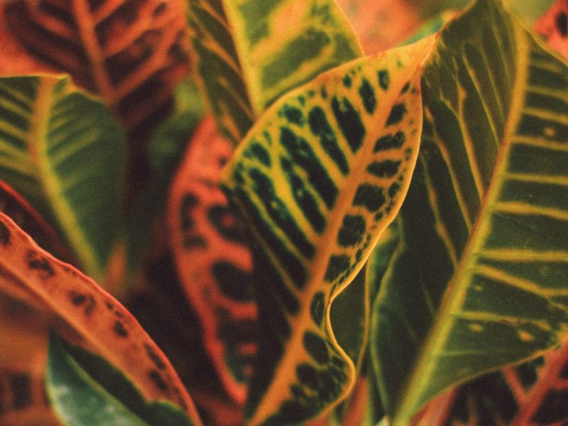 Croton Plant Leaves