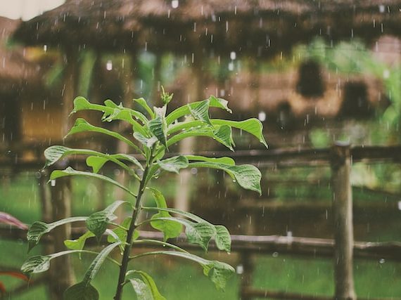 Rainwater on plant leaves
