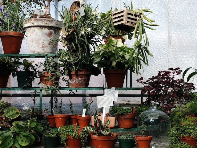 A range of houseplants