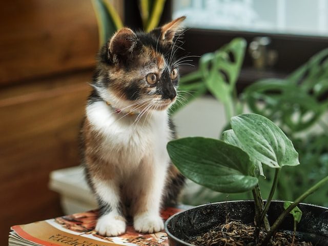 Cat with houseplants