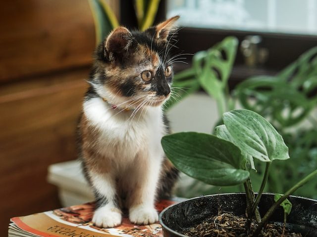 5 Houseplants With Heart Shaped Leaves Fiddle And Thorn 