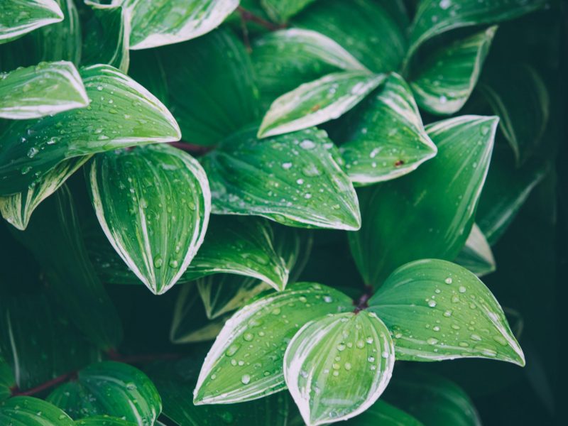 Healthy Hosta Leaves