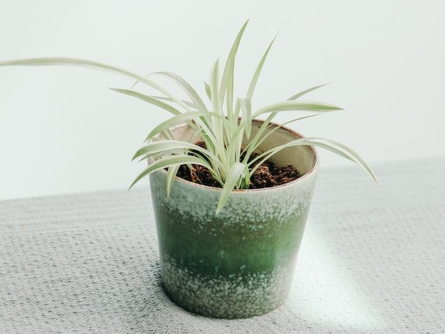 Spider Plant in a Ceramic Pot