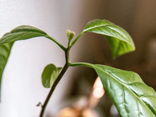 Avocado Tree