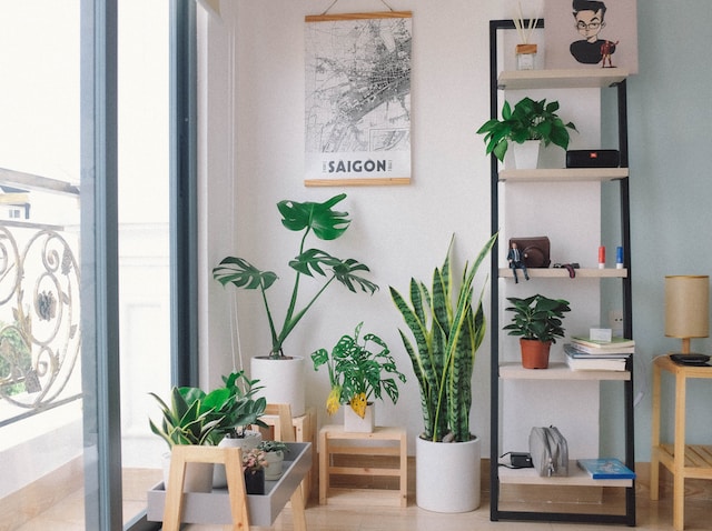 Healthy Houseplants