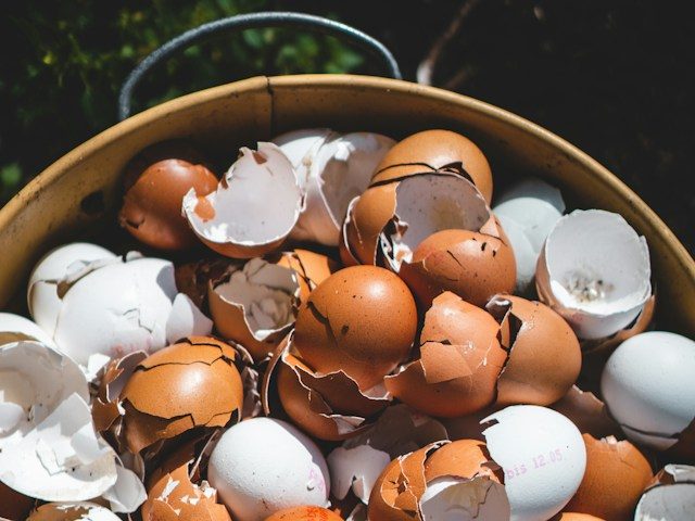 Composting Eggshells