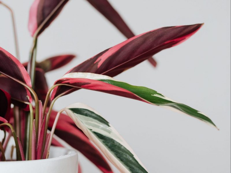 Calathea Triostar