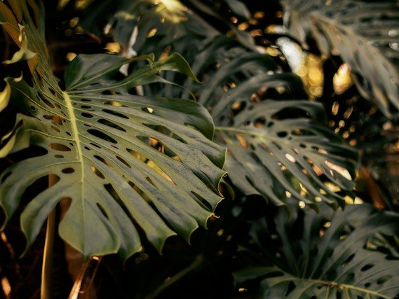 Large Monstera Leaves