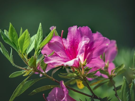 Azalea Flower