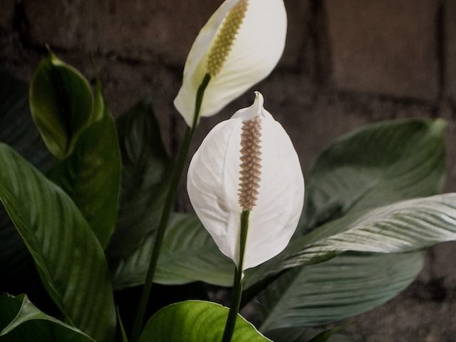 White Flowers on a Peace Lily