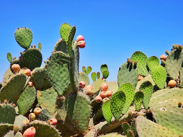 Prickly Pear Cacti