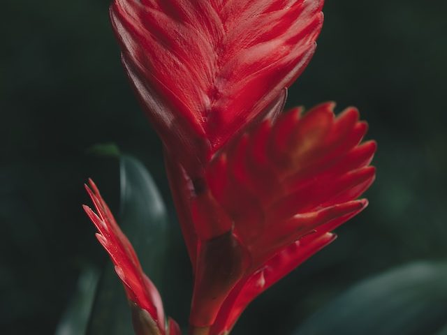 Red Bromeliad Flower