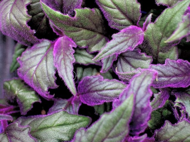 Purple Velvet Plant