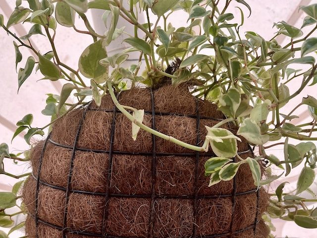 Coco Coir used with a Pothos