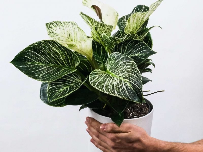 Philodendron Birkin